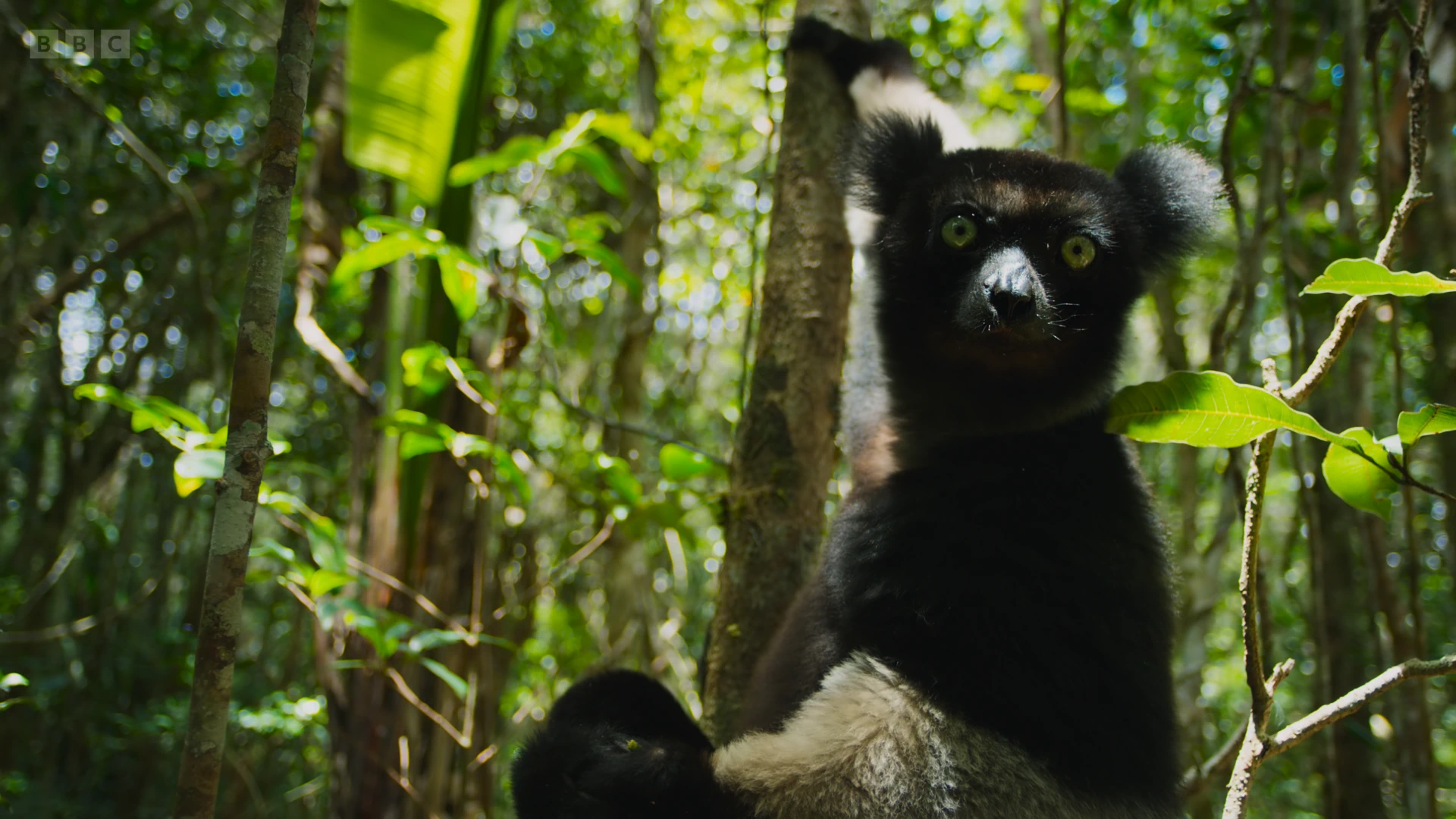 Indri (Indri indri) as shown in Planet Earth II - Jungles